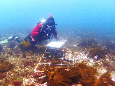 Scientific Diver