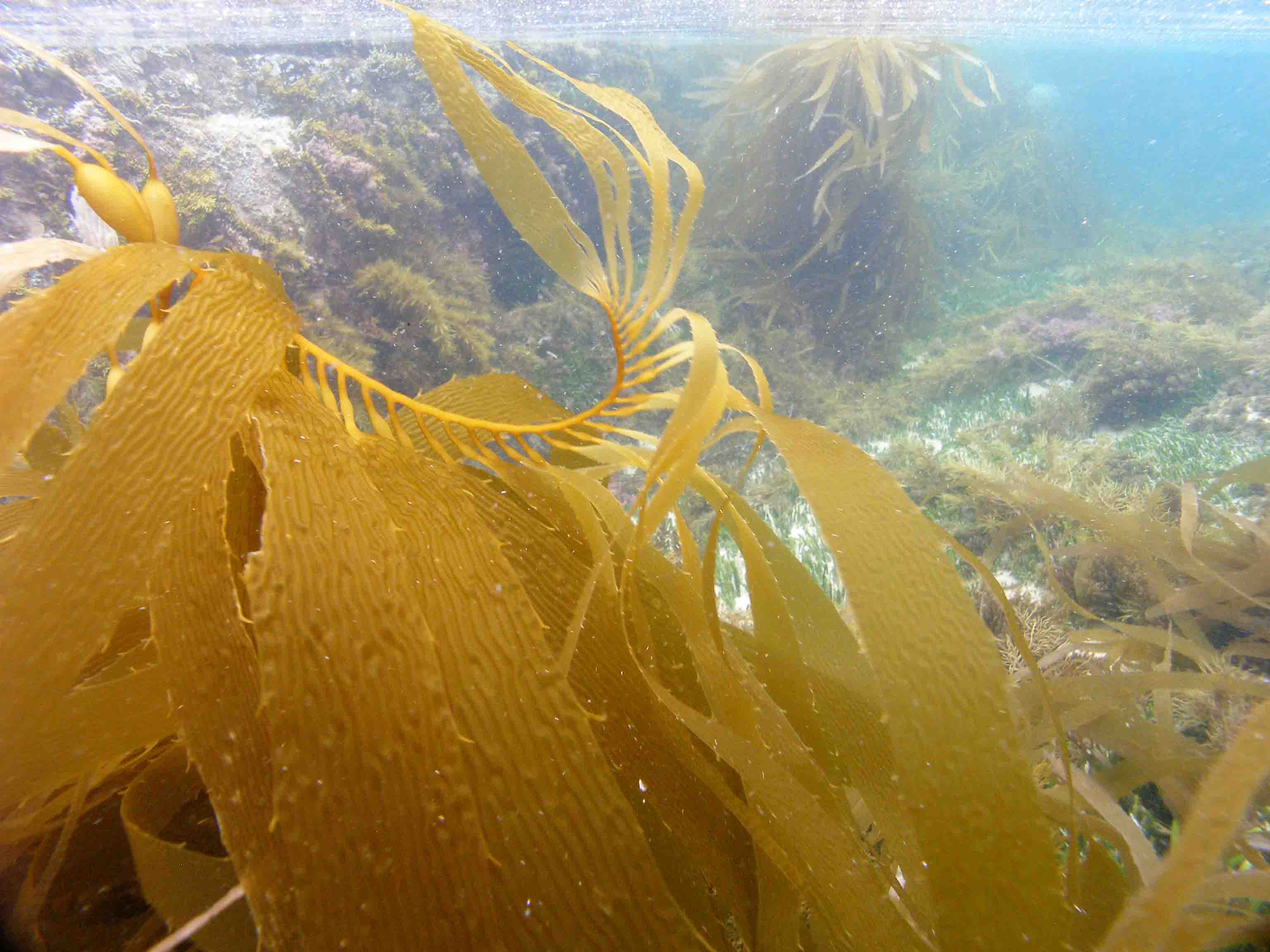 Macrocystis