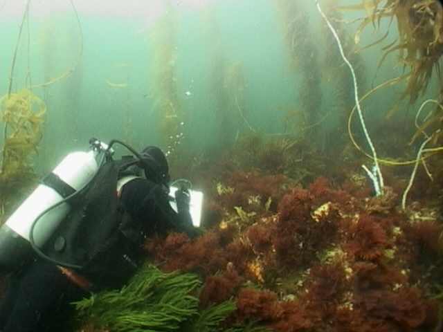 CEE Diver
